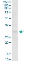 Anti-PGLS Mouse Polyclonal Antibody