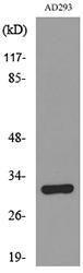 Western blot analysis of lysate from AD293 cells using Anti-BAG1 Antibody