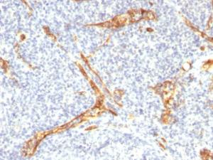 Antibody anti-CD34 HPCA12598R BSA 100 µg