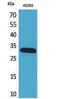 Western blot analysis of AD293 cells using Anti-BAG1 Antibody