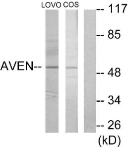 Western blot analysis of lysates from COS7 and LOVO cells using Anti-AVEN Antibody. The right hand lane represents a negative control, where the antibody is blocked by the immunising peptide