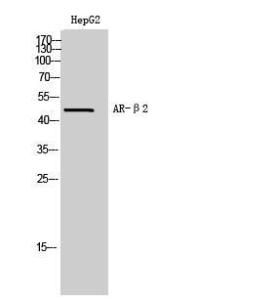 Western blot analysis of HepG2 cells using Anti-ADRB2 Antibody