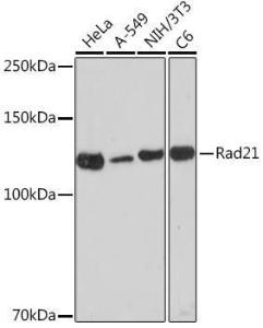 Western blot analysis of extracts of various cell lines, using Anti-Rad21 Antibody [ARC2276] (A305731) at 1:1,000 dilution. The secondary antibody was Goat Anti-Rabbit IgG H&L Antibody (HRP) at 1:10,000 dilution.