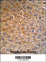 Anti-HRG Rabbit Polyclonal Antibody