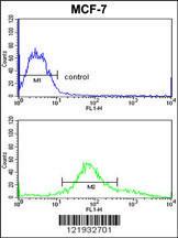 Anti-ZYG11A Rabbit Polyclonal Antibody (HRP (Horseradish Peroxidase))