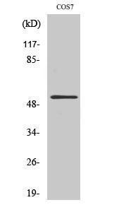 Western blot analysis of various cells using Anti-AVEN Antibody