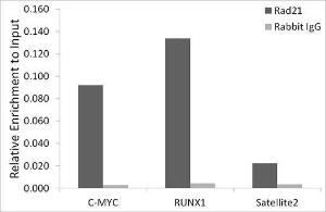 Chromatin immunoprecipitation (ChIP) analysis of extracts of A-549 cells, using Anti-Rad21 Antibody [ARC2276] (A305731) and Rabbit IgG. The amount of immunoprecipitated DNA was checked by quantitative PCR. Histogram was constructed by the ratios of the immunoprecipitated DNA to the input.