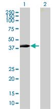 Anti-ZNF547 Mouse Polyclonal Antibody