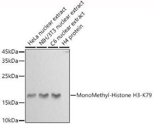 Anti-Histone H3 (mono methyl Lys79) Rabbit Polyclonal Antibody