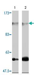 Anti-FARP2 Rabbit Polyclonal Antibody