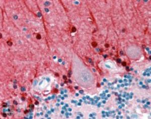 EB07245 (2.5 µg/ml) staining of paraffin embedded Human Cerebellum. Steamed antigen retrieval with citrate buffer pH 6, AP-staining.