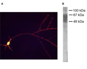 A: Immunofluorescence staining of E18 hippocampal neurons with chicken anti-Tau antibody C-1691-100 (red).<br />B: Western blot analysis of crude rat brain extract with chicken anti-Tau antibody C-1691-100.