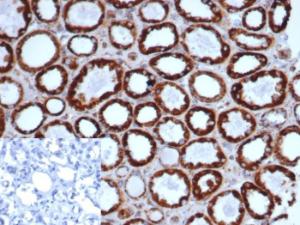 Immunohistochemical analysis of formalin-fixed, paraffin-embedded human kidney tissue using Anti-HSP60 Antibody [rHSPD1/6497]. Inset: PBS instead of the primary antibody. Secondary antibody negative control