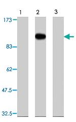 Anti-FARP2 Rabbit Polyclonal Antibody