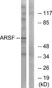 Western blot analysis of lysates from COS7 cells using Anti-ARSF Antibody. The right hand lane represents a negative control, where the antibody is blocked by the immunising peptide.