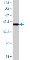 Anti-PAX7 Mouse Monoclonal Antibody [clone: 1E12]