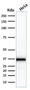 Western blot analysis of human HeLa cell lysate using Anti-Emerin Antibody [EMD/2167]