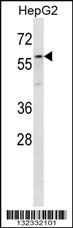 Anti-ZP4 Rabbit Polyclonal Antibody