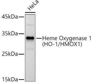 Western blot analysis of extracts of HeLa cells, using Anti-Heme Oxygenase 1 Antibody (A307279) at 1:1,000 dilution