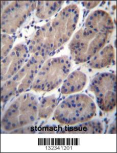 Anti-CTTNBP2NL Rabbit Polyclonal Antibody