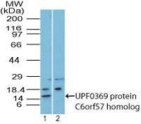 Anti-C6orf57 Rabbit Polyclonal Antibody