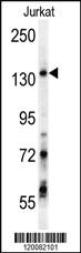 Anti-GPRASP1 Rabbit Polyclonal Antibody