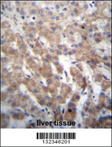 Anti-FGFRL1 Rabbit Polyclonal Antibody