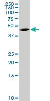 Anti-QPCT Mouse Polyclonal Antibody