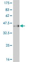 Anti-PAX7 Mouse Monoclonal Antibody [clone: 3H1]