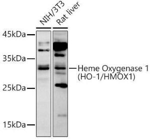 Western blot analysis of extracts of various cell lines, using Anti-Heme Oxygenase 1 Antibody (A307279) at 1:1,000 dilution