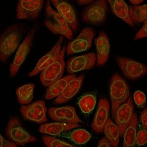 Immunofluorescent analysis of HeLa cells stained with Anti-Emerin Antibody [EMD/2167] followed by Goat Anti-Mouse IgG (CF&#174; 488) (Green). The nuclear counterstain is RedDot (Red)