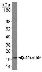 Anti-c11ORF59/LAMTOR1 Rabbit Polyclonal Antibody