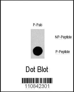 Anti-GAB1 Rabbit Polyclonal Antibody (FITC (Fluorescein))