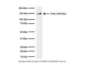 Western blot of TrkA in rat PC12 cell lysates (64 µg/lane). M-1719-100 detects TrkA full-length protein at approximately 140 kDa. Predicted MW of rat TrkA based on amino acid sequence: 85 kDa. The observed MW differs due to post-translational modification, mainly glycosylation.