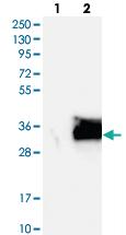 Anti-SIX6 Rabbit Polyclonal Antibody