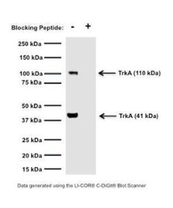 Western blot of TrkA in rat PC12 cell lysates (80 μg/lane). M-1719-100 detects an isoform of glycosylated TrkA at 110 kDa and an intracellular cleavage product at 41 kDa (see Cabrera et al., 1995; Rossi et al., 2002).