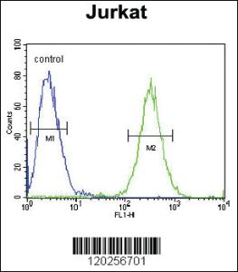 Anti-CT011 Rabbit Polyclonal Antibody