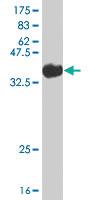 Anti-STRADB Mouse Polyclonal Antibody