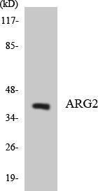 Anti-ARG2 antibody