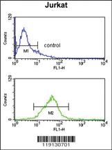 Anti-STAT2 Rabbit Polyclonal Antibody