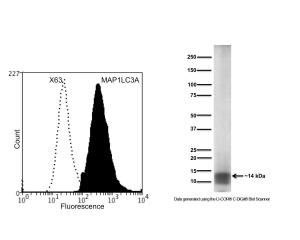 Left: Flow cytometry analysis of human SHSY-5Y cells of MAP1LC3A with M-1725-100. Right: Detection of MAP1LC3A in human SHSY-5Y cell lysates (20 µg/lane) by Western Blotting. The broad band seen on WB indicates binding of Cat # M-1725-100 to a broad protein band with a Molecular Weight of ~14 kDa.