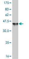 Anti-PAX7 Mouse Monoclonal Antibody [clone: 1G11]