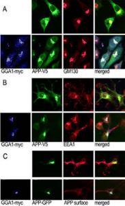 Anti-GGA1 Rabbit Polyclonal Antibody (PE (Phycoerythrin))