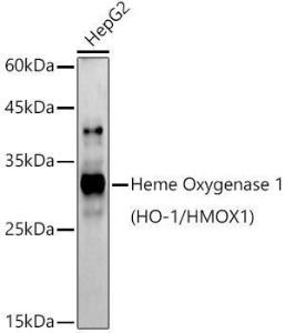 Western blot analysis of extracts of HepG2 cells, using Anti-Heme Oxygenase 1 Antibody (A307279) at 1:1,000 dilution