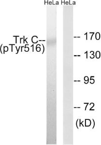 Anti-TrkC Rabbit Polyclonal Antibody