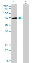 Anti-PIAS3 Mouse Monoclonal Antibody [clone: 4F12]