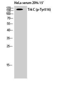 Anti-TrkC Rabbit Polyclonal Antibody