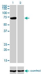 Anti-PIAS3 Mouse Monoclonal Antibody [clone: 4F12]