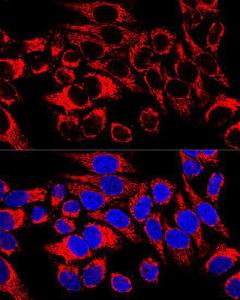 Confocal immunofluorescence analysis of HeLa cells using Anti-HSP60 Antibody (A12728) at a dilution of 1:400. DAPI was used to stain the cell nuclei (blue)