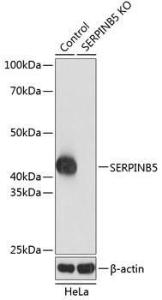 Western blot analysis of extracts from normal (control) and SERPINB5 knockout (KO) HeLa cells, using Anti-MASPIN Antibody (A305733) at 1:1000 dilution. The secondary Antibody was Goat Anti-Rabbit IgG H&L Antibody (HRP) at 1:10000 dilution